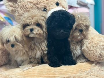 Maltipoo Piccoli