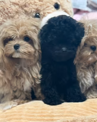 Maltipoo Piccoli