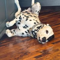 Dalmata per sola monta