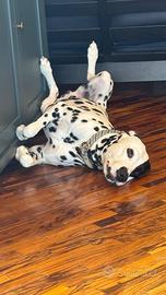 Dalmata per sola monta