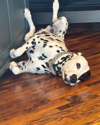 Dalmata per sola monta
