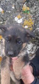 Cuccioli pastori tedeschi