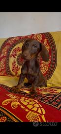 Cuccioli di bassotto