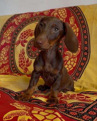 Cuccioli di bassotto