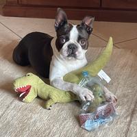 Monta Boston Terrier