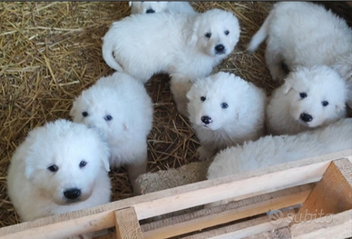 Cuccioli cane pastore abruzzese