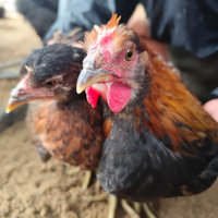 Galline ornamentali Roma Ardeatina