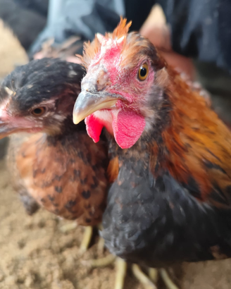 Galline ornamentali Roma Ardeatina