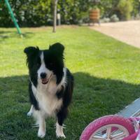 Border collie femmina
