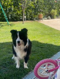 Border collie femmina