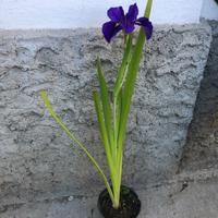 Piante di iris Louisiana Bluebird Bayou