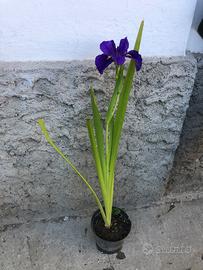 Piante di iris Louisiana Bluebird Bayou