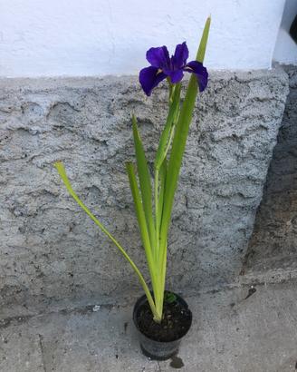 Piante di iris Louisiana Bluebird Bayou