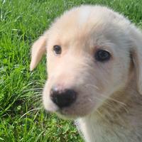 Cucciolo taglia media