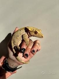 Geco ciliatus femmina
