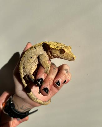 Geco ciliatus femmina