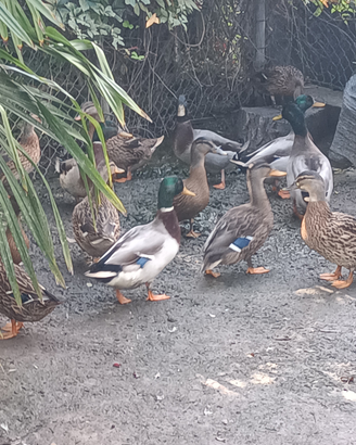 Animali