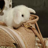 Minilop bianco occhi blu