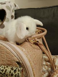 Minilop bianco occhi blu