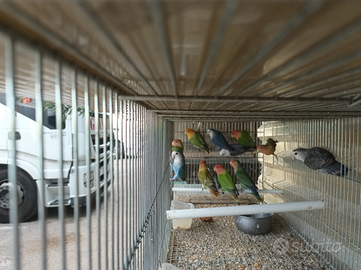 Galopsite/inseparabili