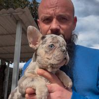 Cucciole di bulldog francese lilac merle tan