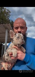 Cucciole di bulldog francese lilac merle tan
