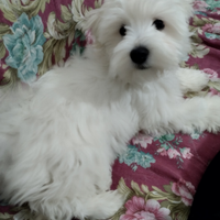 Maltese