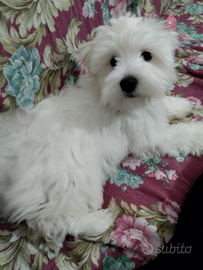 Maltese