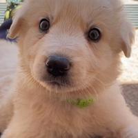 Cuccioli di maremmano