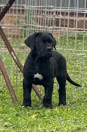 Cuccioli di cane corso