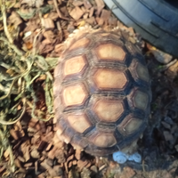 Sulcata africane
