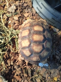 Sulcata africane