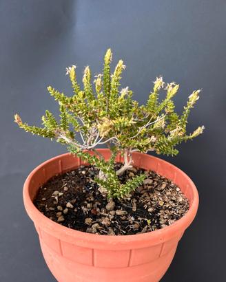 Bonsai Timo