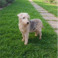 Lakeland Terrier