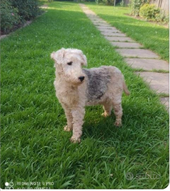 Lakeland Terrier