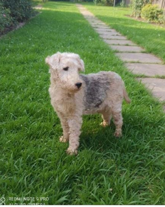 Lakeland Terrier