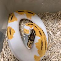 Pitone reale femmina