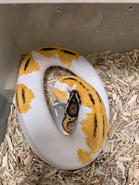 Pitone reale femmina