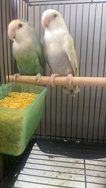 Inseparabili