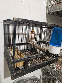 Cardellino mayor favata