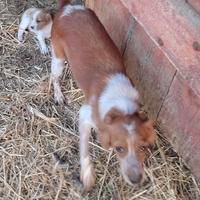 Cuccioli Breton