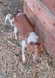 Cuccioli Breton