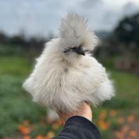 Galline Ornamentali Muravera