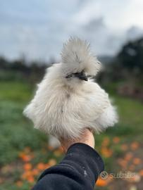 Galline Ornamentali Muravera