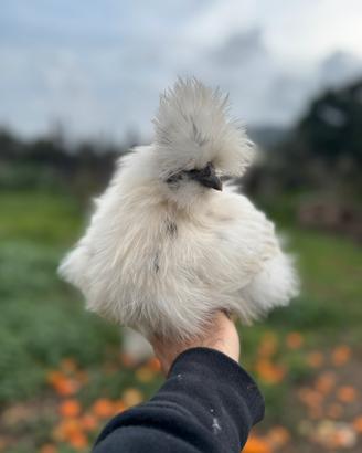 Galline Ornamentali Muravera