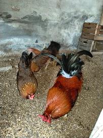 Cornuta caltanissetta
