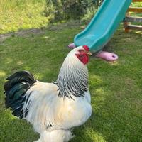 Brahma