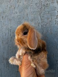 Coniglio Mini Lop