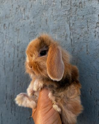 Coniglio Mini Lop