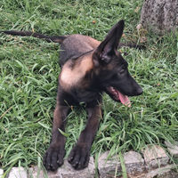Cuccioli di pastore belga malinois carbone